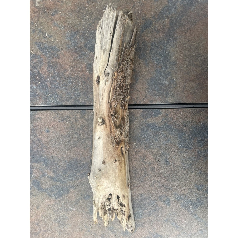 Natural Driftwood for Plants Terrarium Taxidermy Art Projects